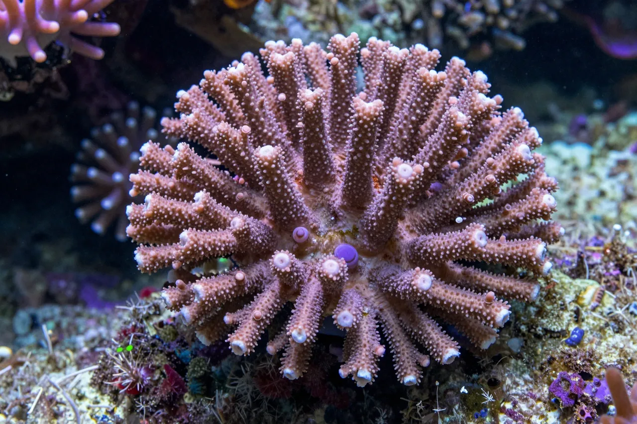 Detailed close-up of pink and purple soft coral growing on an underwater tropical reef wall