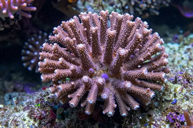 Detailed close-up of pink and purple soft coral growing on an underwater tropical reef wall