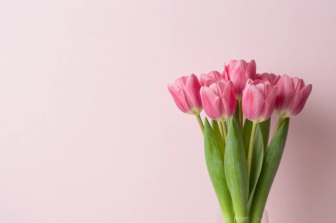 A bouquet of pink tulips sits on the right side of a pale pink wall with empty copy space to the left
