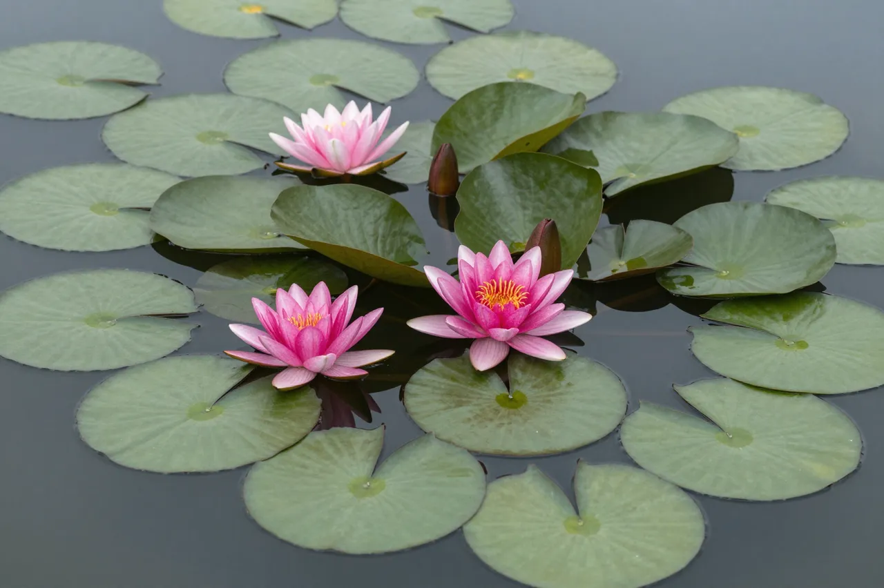 Top view of pink water lilies and round green lily pads floating on calm dark pond water