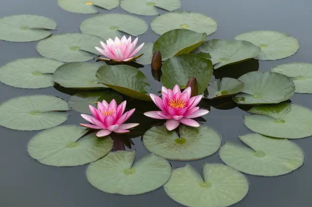 Top view of pink water lilies and round green lily pads floating on calm dark pond water