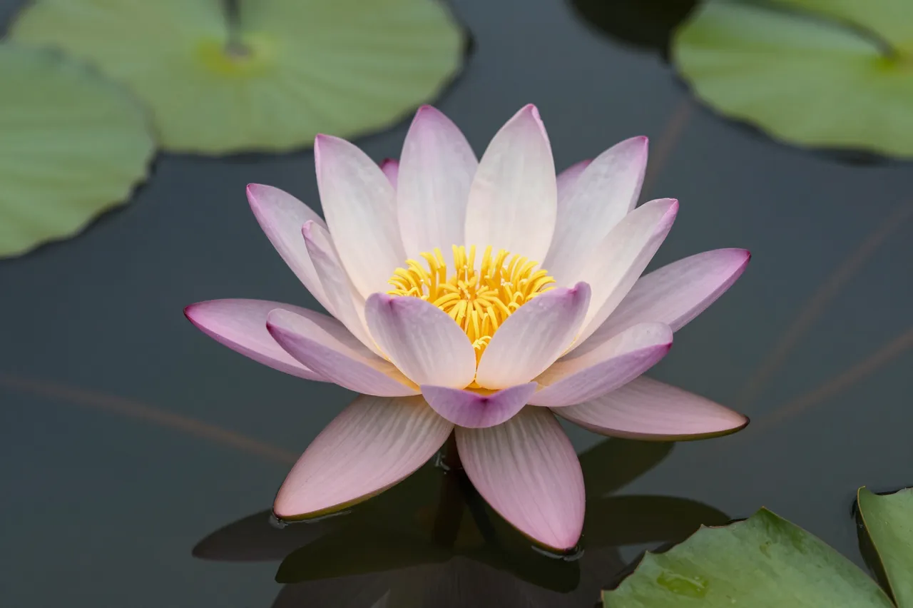 A fully open pink-tipped water lily floats on still dark pond water surrounded by green lily pads