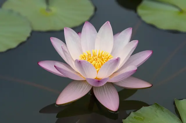 A fully open pink-tipped water lily floats on still dark pond water surrounded by green lily pads