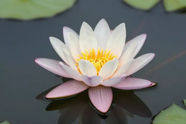A pale pink and white water lily with yellow stamens floats on still dark pond water, with lily pads in the frame edges.