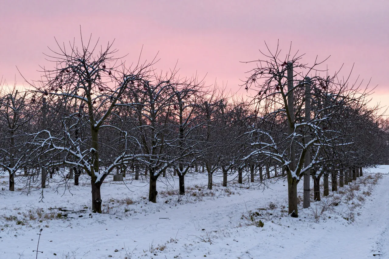Bare snow-dusted apple orchard trees stand under a soft pink winter sunrise sky above snow-covered ground