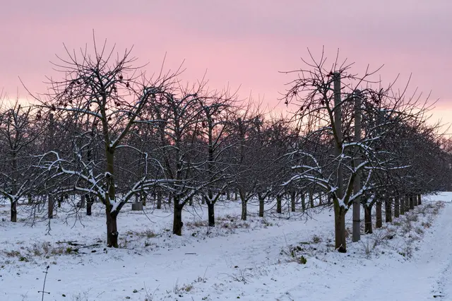 Bare snow-dusted apple orchard trees stand under a soft pink winter sunrise sky above snow-covered ground