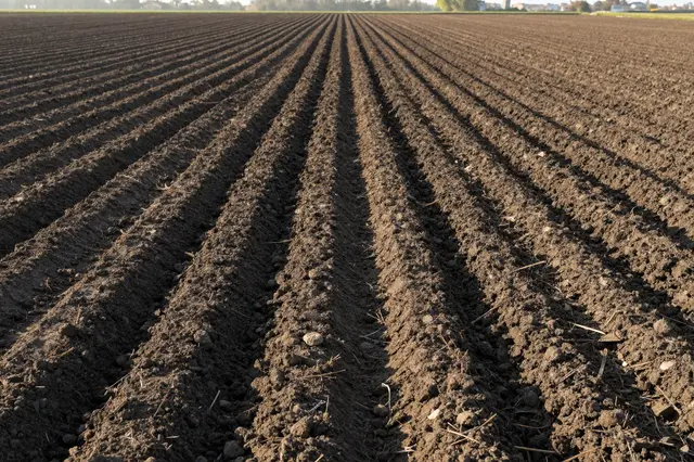 Straight parallel dark furrows stretch across a freshly plowed field under soft early morning sunlight