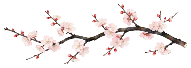 Delicate watercolor of a twisting plum branch with pink flowers and red buds