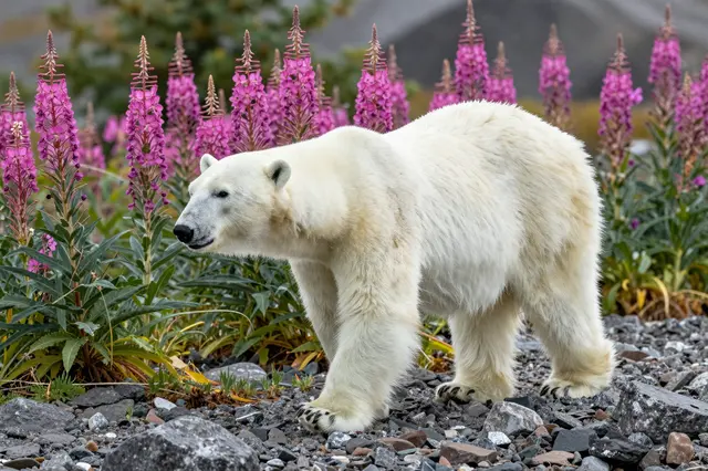 A polar bear walks slowly across a rocky shore surrounded by blooming pink fireweed
