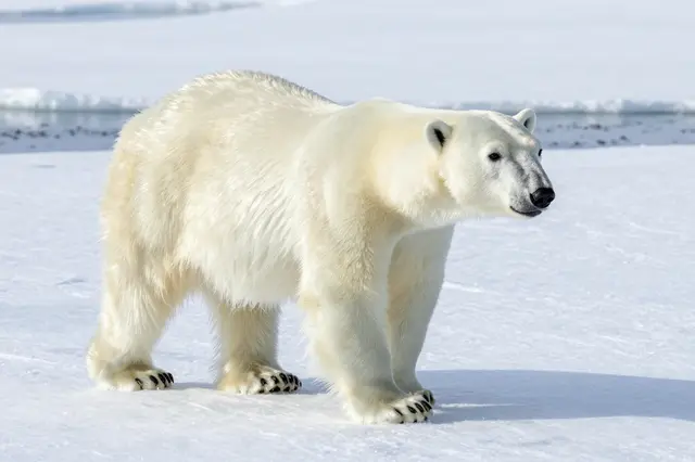 A polar bear stands on bright sunlit sea ice, looking toward the right frame edge.