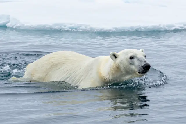 A wet-furred polar bear swims partially submerged in icy arctic sea near pack ice