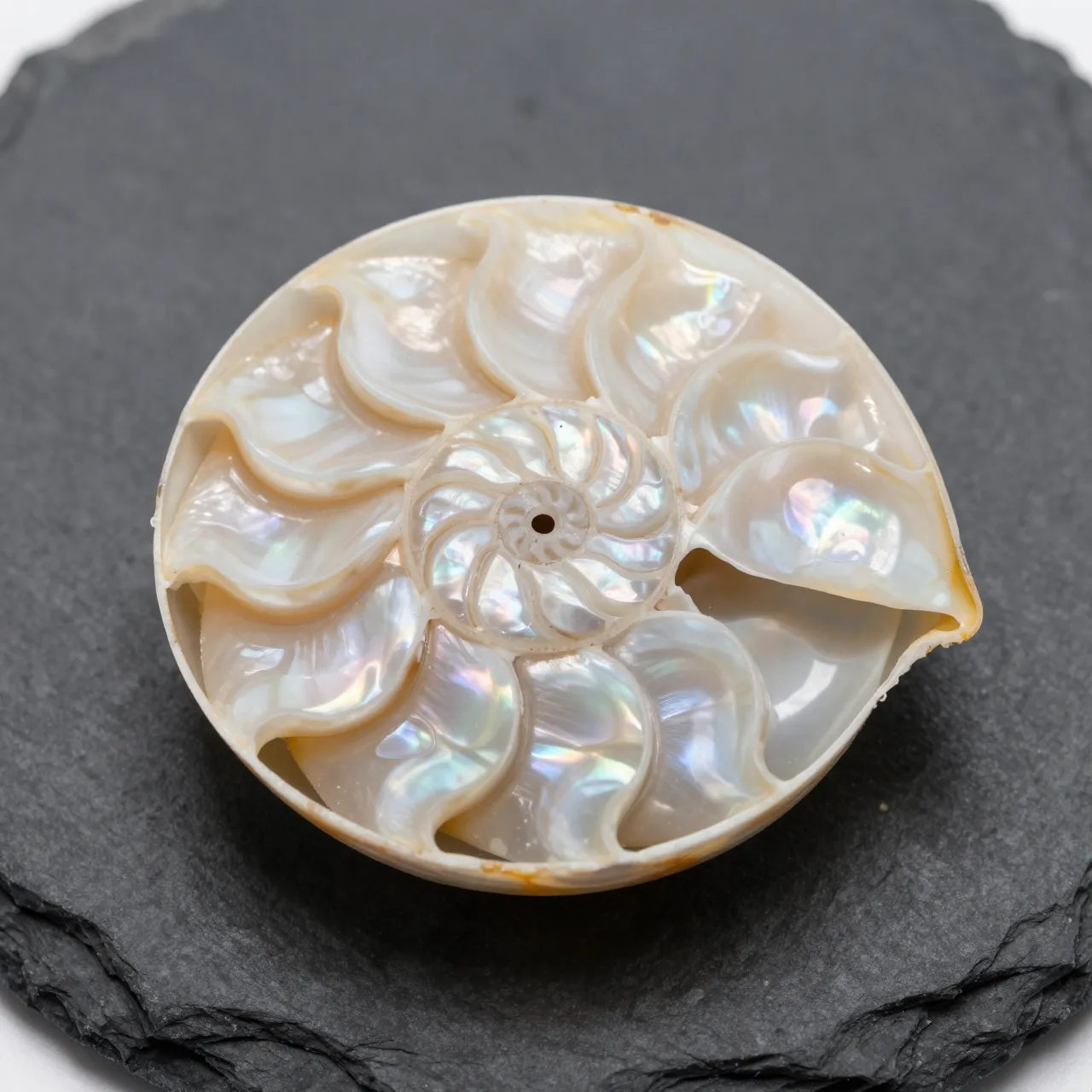 A cross-section polished ammonite fossil with iridescent pearly chambers rests on dark slate