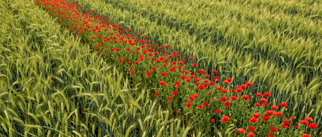 A curved strip of bright red poppies winds through a lush green wheat field viewed from above