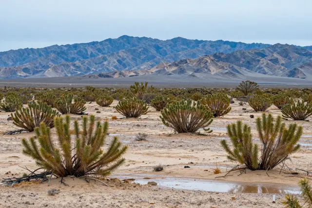Wet desert plain with spiny shrubs stretches toward blue mountains under a pale clearing sky