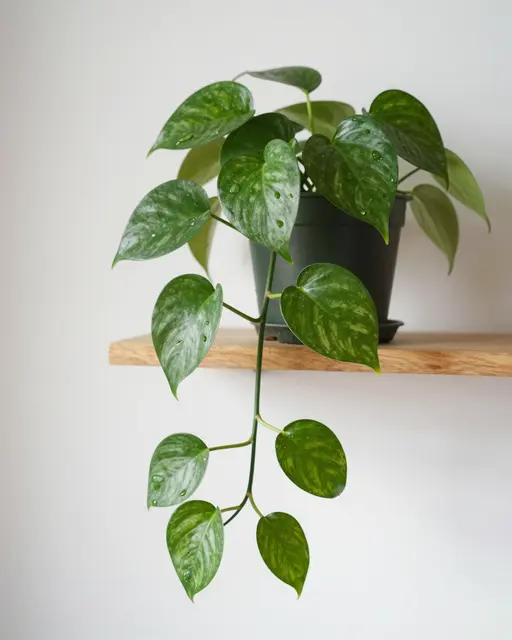 Variegated trailing pothos in a dark plastic pot sits on a light wooden shelf against a plain white wall, with water