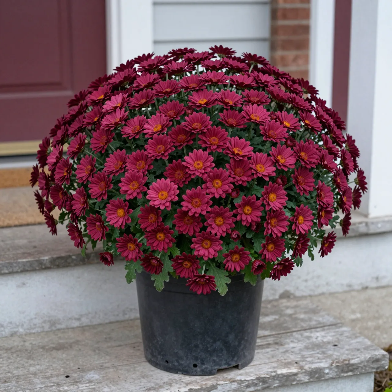 A full rounded potted burgundy chrysanthemum sits on a weathered home porch step