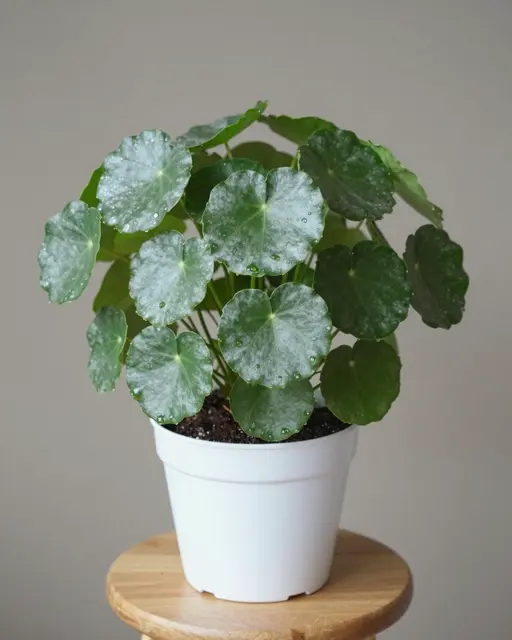 Silver-green round leaf houseplant with water droplets sits in a white plastic pot on a small wooden stool