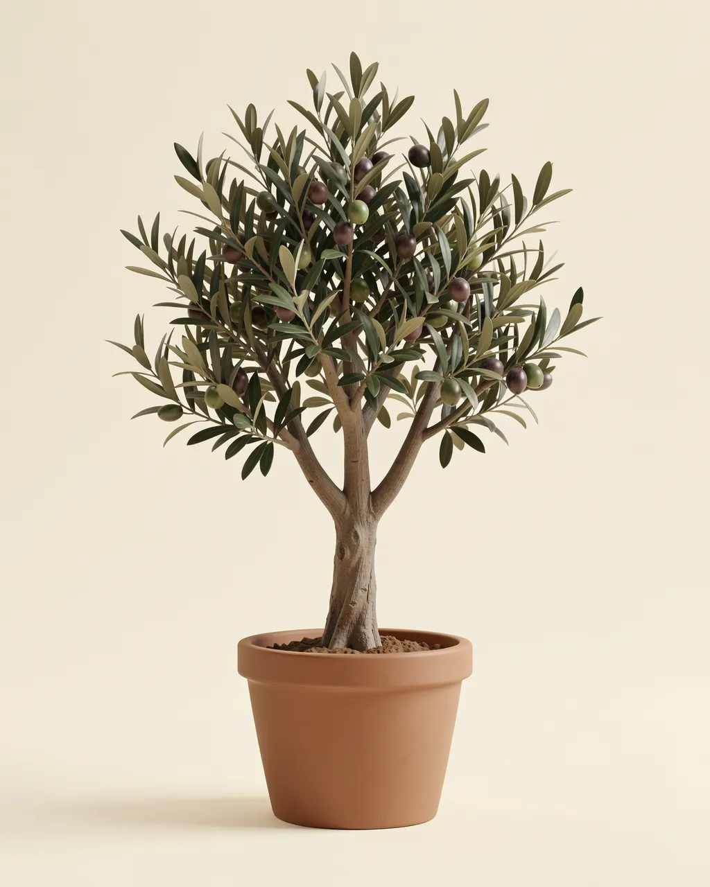 A potted fruiting olive tree in a terracotta pot sits against a plain soft cream background with a gentle cast shadow