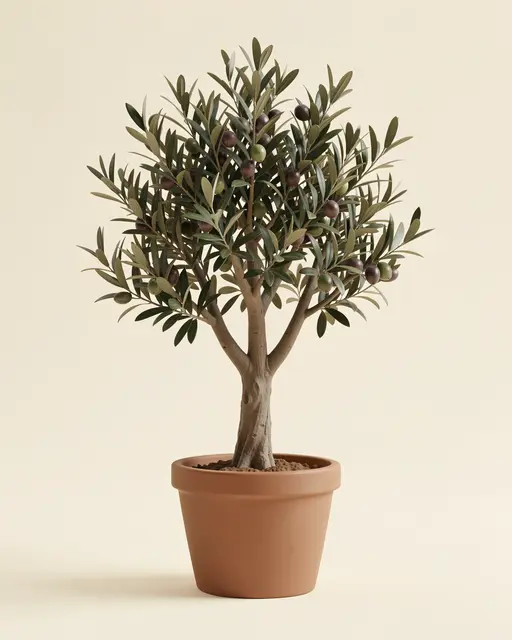 A potted fruiting olive tree in a terracotta pot sits against a plain soft cream background with a gentle cast shadow
