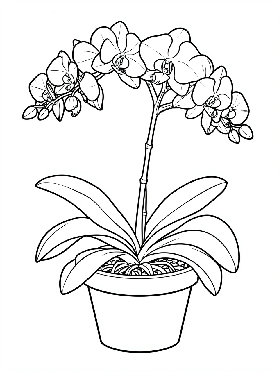 Clean black and white line drawing of a potted phalaenopsis orchid with arching blooms on a plain white background