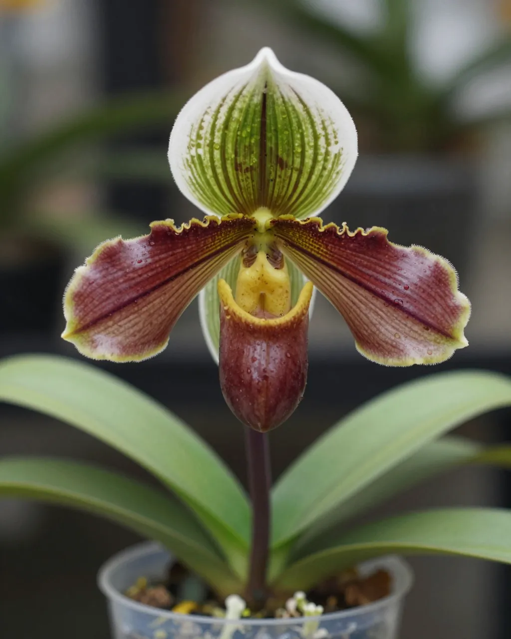 Close-up of a blooming paphiopedilum orchid with dewy petals growing in a small clear pot