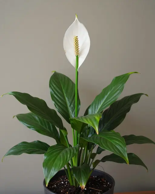 A peace lily plant with a single white bloom grows in a dark plain pot against a muted gray wall.