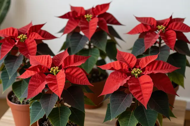 Several potted red poinsettia plants arranged on a light wooden table in a bright indoor room