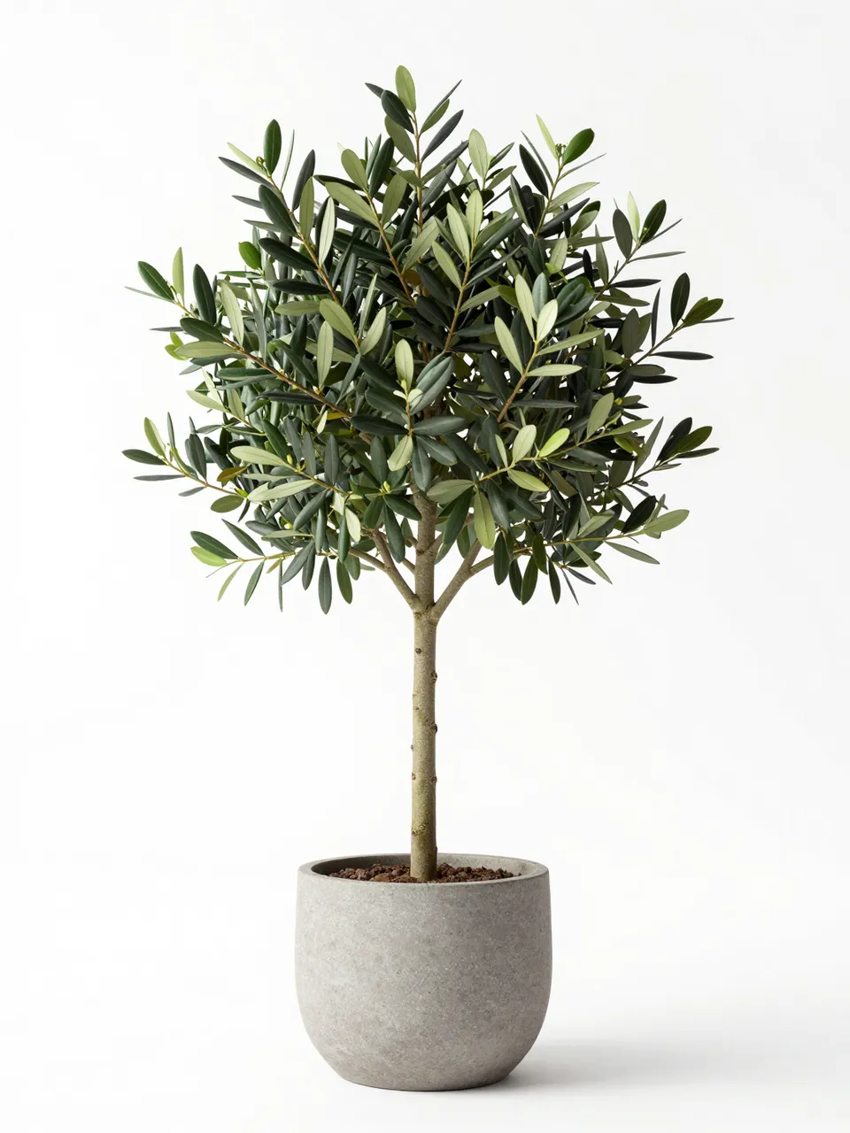 Young olive tree in a textured gray stone planter isolated on a plain white studio background