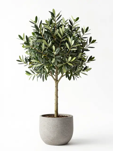 Young olive tree in a textured gray stone planter isolated on a plain white studio background