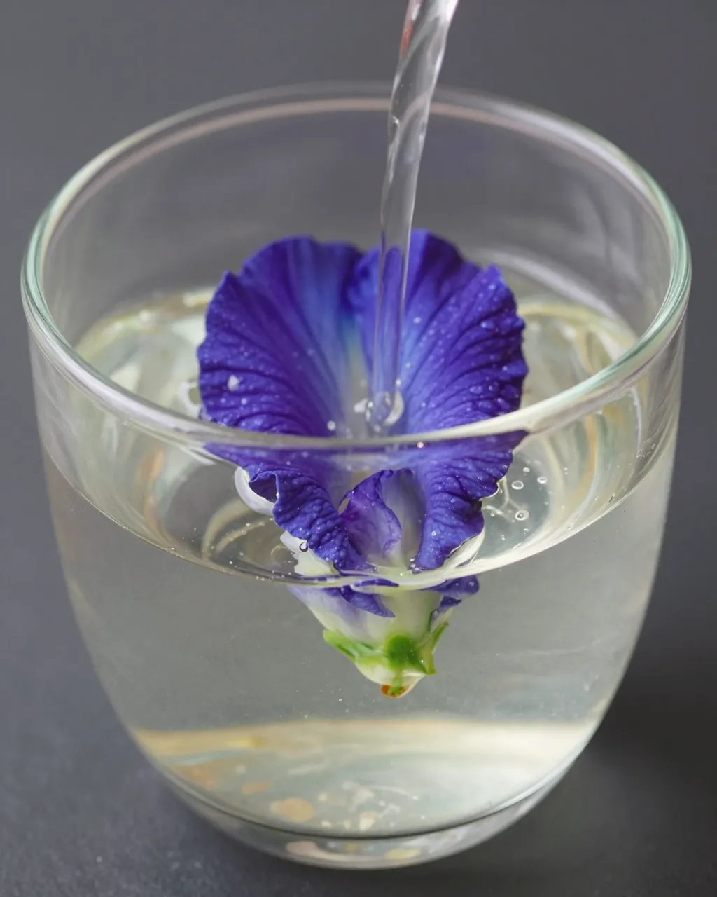 Clear liquid pours into a glass holding a fresh blue pea flower in water