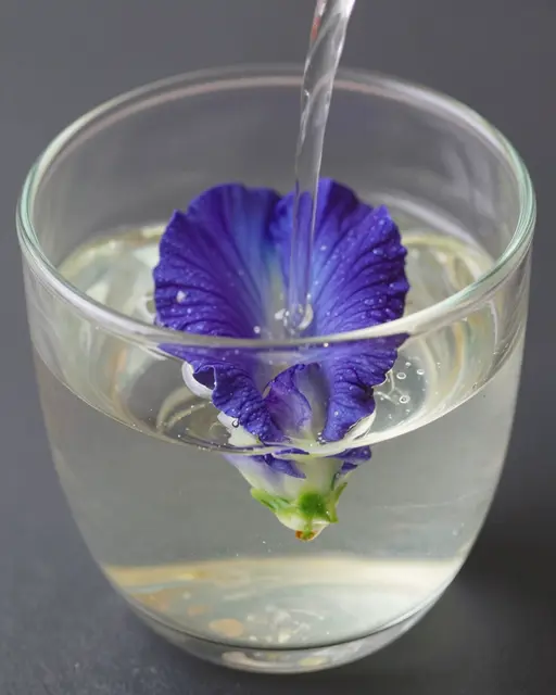 Clear liquid pours into a glass holding a fresh blue pea flower in water