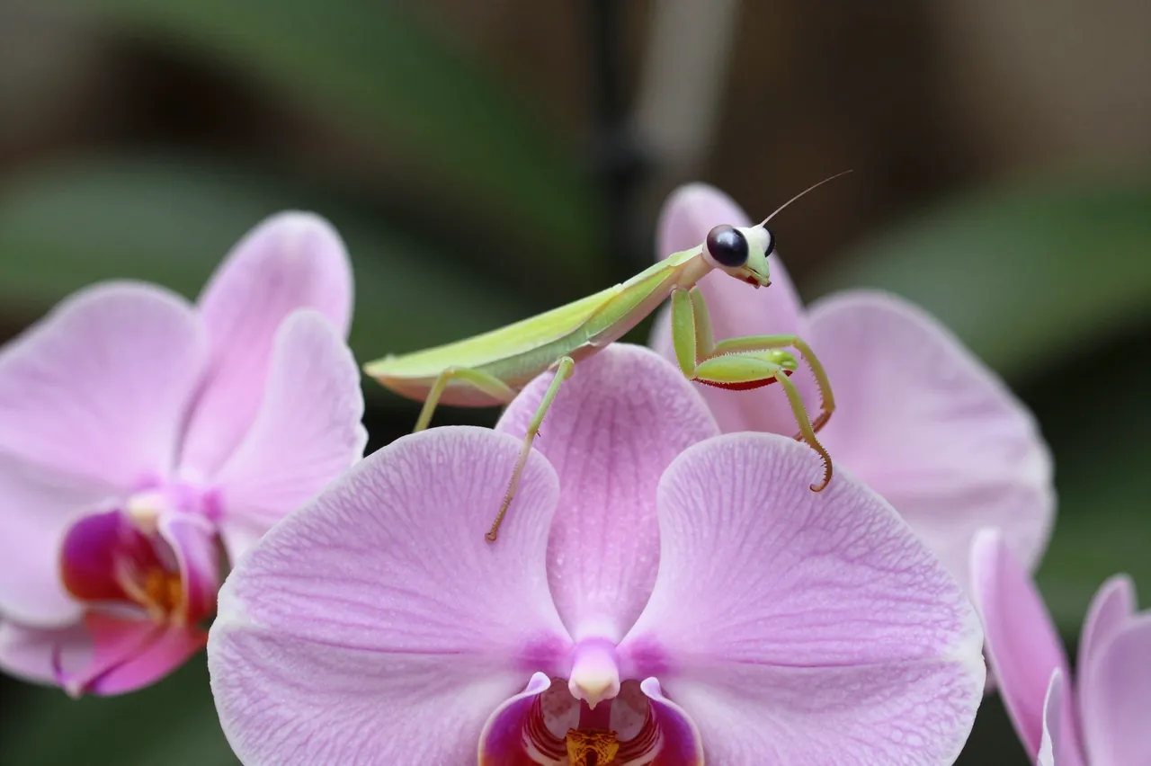 A bright green praying mantis perches atop soft pink phalaenopsis orchid flowers