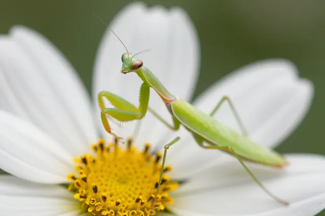 A bright green praying mantis perches on the center of a white flower with a yellow stamen.