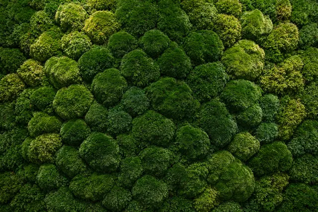 Full frame close-up of soft rounded deep and yellow-green preserved moss clumps