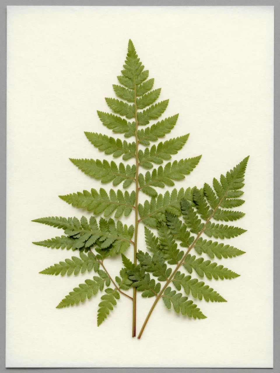 Dried pressed fern fronds arranged on a sheet of textured cream handmade paper