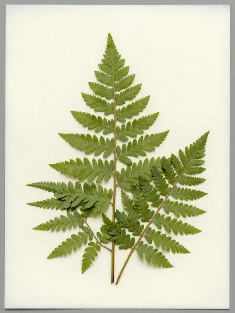 Dried pressed fern fronds arranged on a sheet of textured cream handmade paper