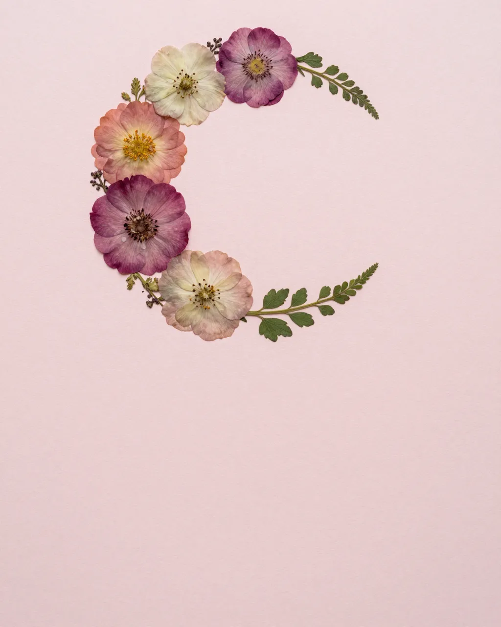 Overhead view of a crescent arrangement of pressed flowers on pale blush paper with empty lower copy space