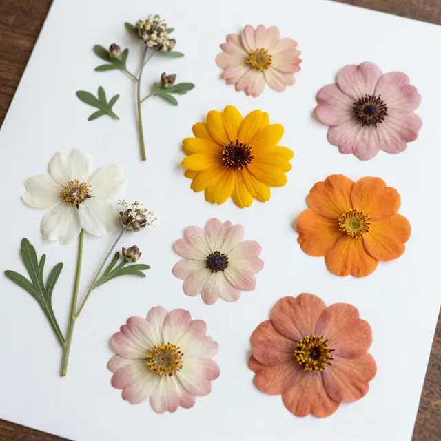 Top down view of assorted dried pressed flowers arranged neatly on a sheet of white paper