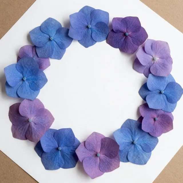 Overhead view of pressed blue and mauve hydrangea florets arranged in a circle on white paper with a bare center.