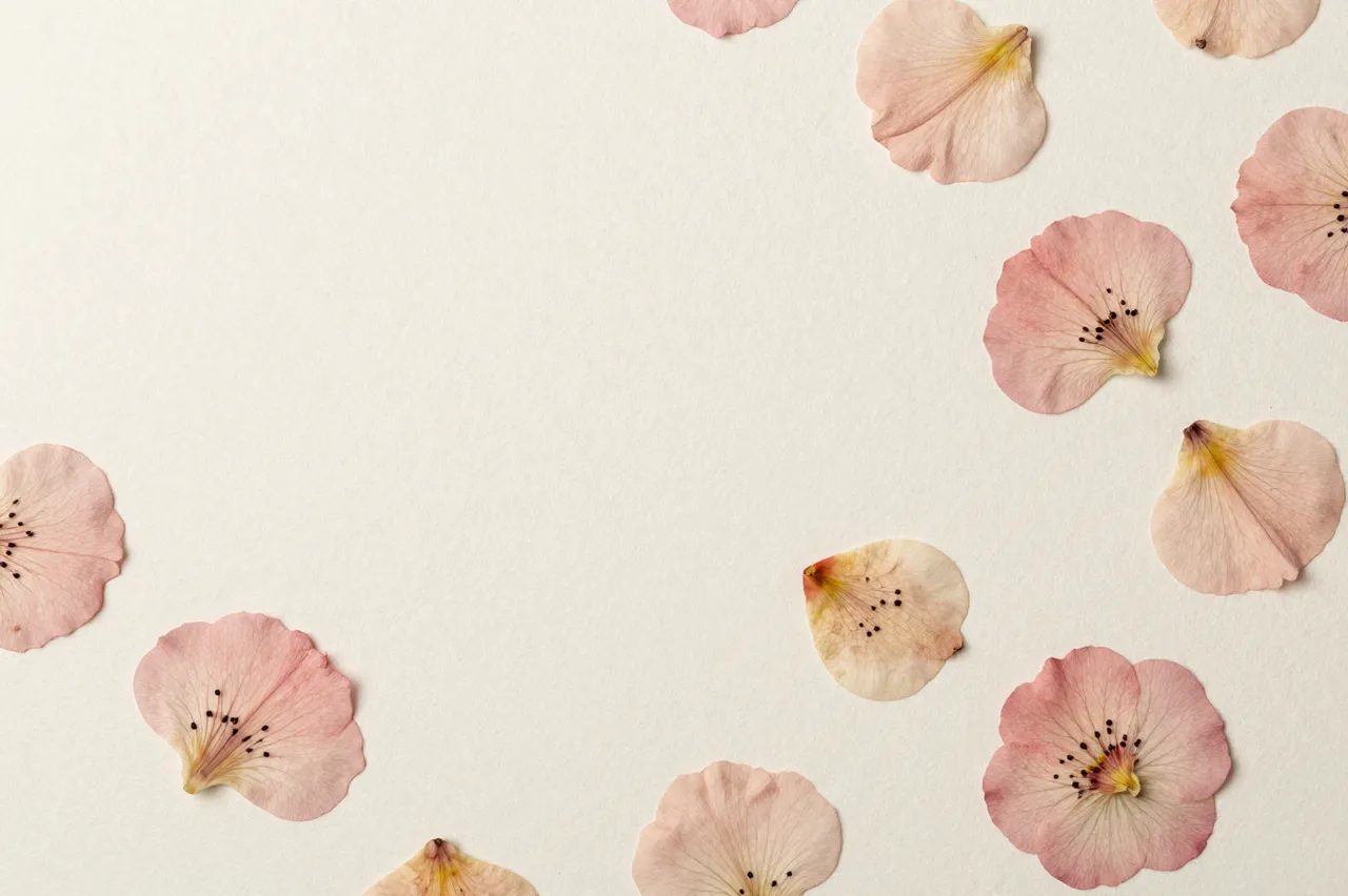Delicate pressed pink flower petals arranged along the edges of pale textured mulberry paper