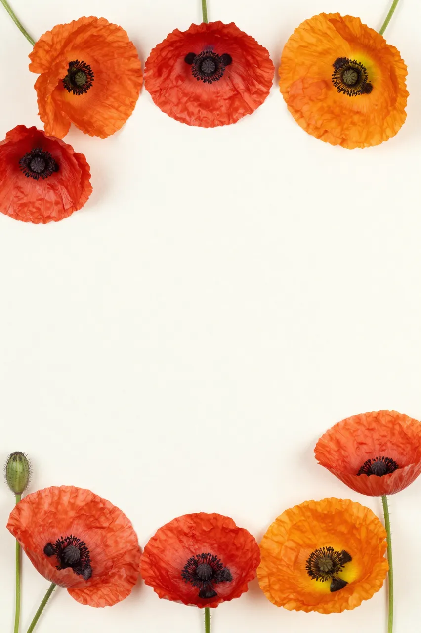 Dried red and orange poppies form a top and bottom border around empty pale ivory background space