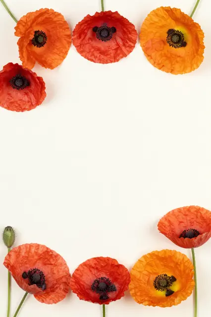 Dried red and orange poppies form a top and bottom border around empty pale ivory background space