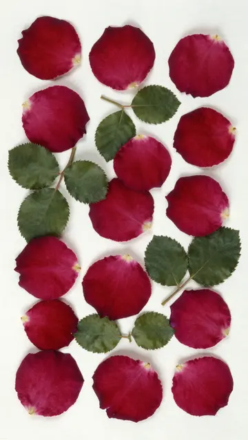 Top view of overlapping deep red pressed rose petals and green leaves arranged on plain off-white handmade paper.