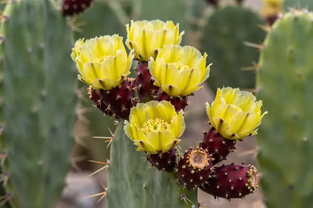 Close-up of a prickly pear cactus with bright yellow blooms and dark red ripening fruit atop green spiny pads.