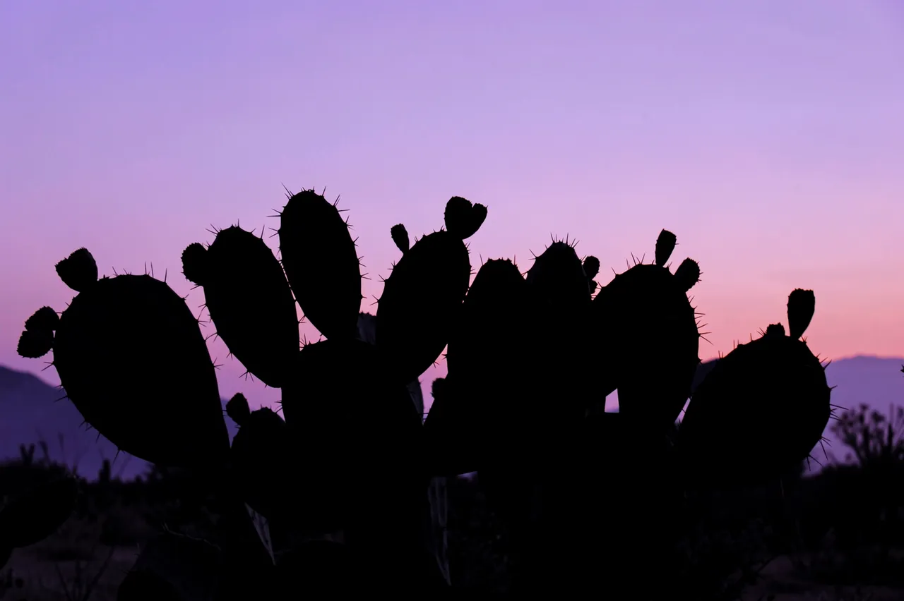 Black prickly pear cactus silhouette against a soft lavender desert dusk sky with distant mountains