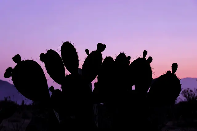 Black prickly pear cactus silhouette against a soft lavender desert dusk sky with distant mountains