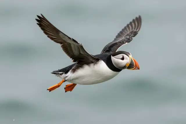 An Atlantic puffin flies with outstretched wings low above a blurred gray-green sea