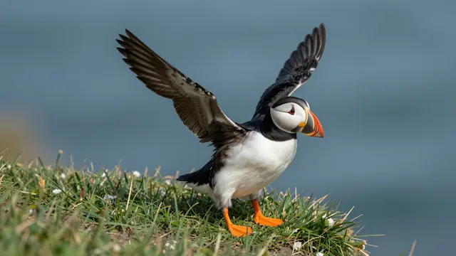An atlantic puffin stands on grassy clifftop with wings spread, blue sea blurred behind it.