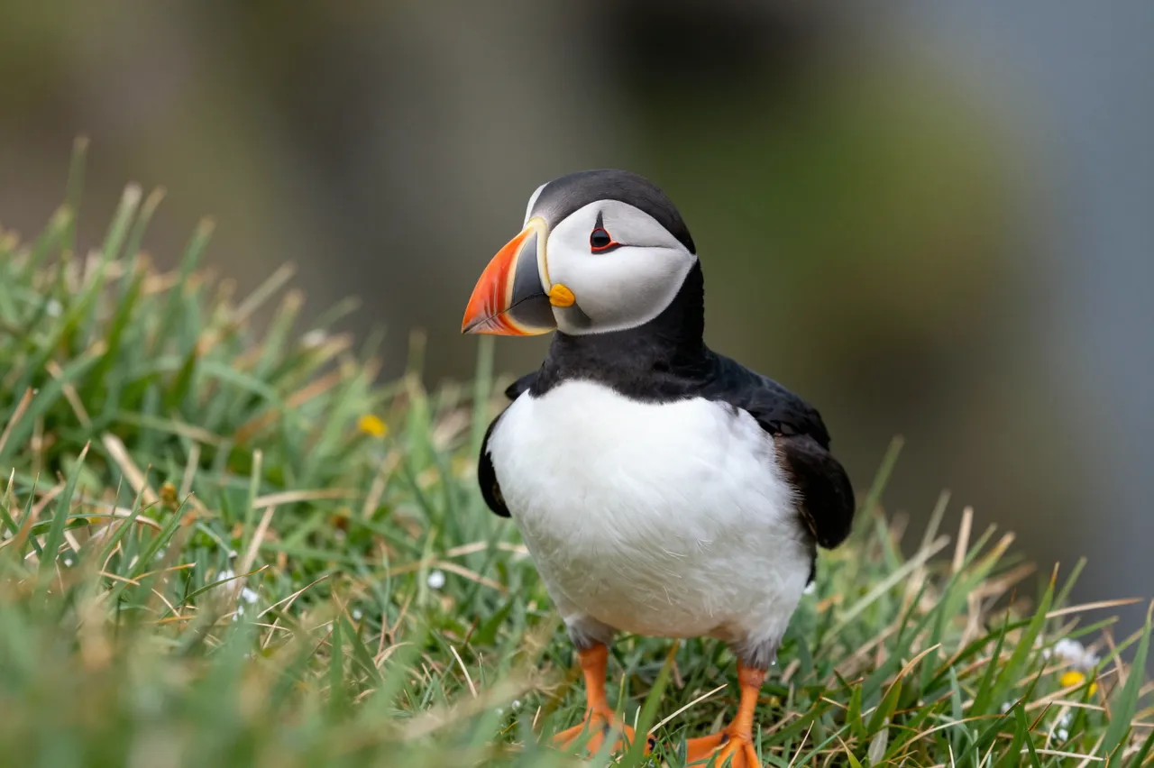An Atlantic puffin stands upright on green grass atop a coastal cliff with a soft blurred background
