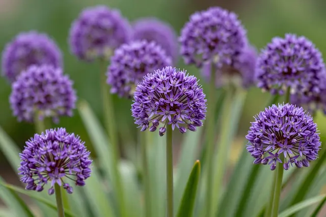 Sharp foreground purple allium flower heads stand above broad green leaves against a soft blurred green background